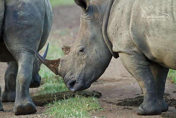 Nosorožec tuponosý jižní (Ceratotherium s. simum)