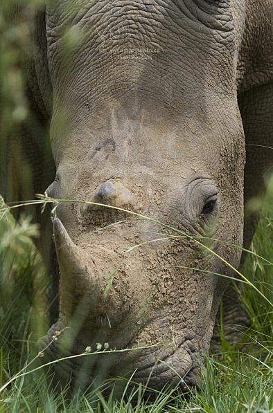 Nosorožec tuponosý jižní (Ceratotherium s. simum)