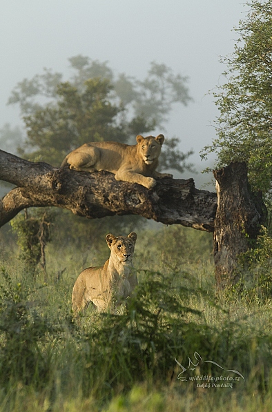 Lev jihoafrický (Panthera leo krugeri)