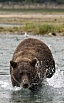 Medvěd aljašský (Ursus arctos gyas), Brown Bear