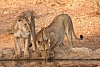 Lev jihoafrický (Panthera leo krugeri)