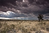 Kalahari před bouřkou, Gemsbok N.P., South Africa