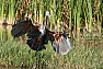 Volavka obrovská (Ardea goliath)
