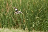 Čírka popelavá (Anas capensis)