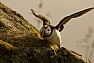Papuchalk severní (Fratercula arctica)