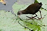 Chřástal žlutozobý (Amaurornis flavirostris)