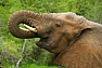 Slon jihoafrický (Loxodonta a. africana)