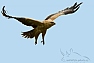 Orel okrový (Aguila rapax)