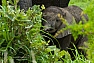 Slon jihoafrický (Loxodonta a. africana)