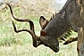 Kudu velký (Tragelaphus strepsiceros)