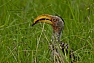 Zoborožec jihoafrický (Tockus leucomelas)