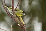 Čížek lesní (Carduelis spinus)