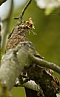 Kos černý (Turdus merula)