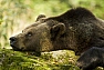 Medvěd hnědý (Ursus a. arctos)