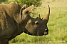 Nosorožec tuponosý jižní (Ceratotherium s. simum)