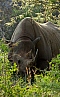 Nosorožec dvourohý (Diceros bicornis minor)