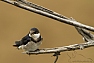 Vlaštovka jihoafrická (Hirundo albigularis)