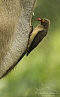 Klubák rudozobý (Buphagus erythrorhynchus)