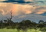Satara - Kruger N. P. - South Africa